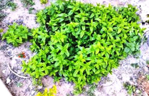 Nikolas' house - Foto 41