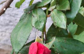 Casa das flores - Foto 24