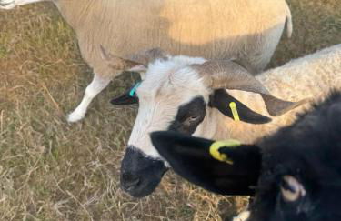 Apple Blues Farm - Foto 32