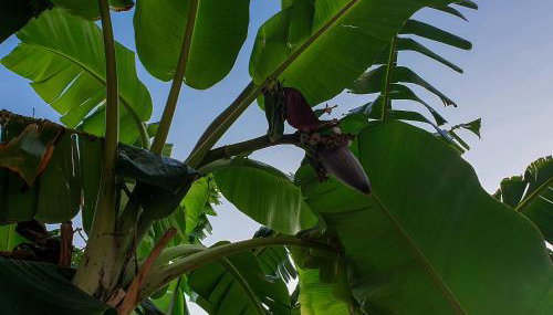 Angelos Studios - Photo 3, Garden