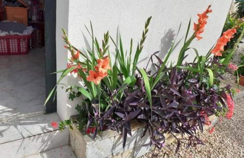 Apartments Jeličić - Foto 73