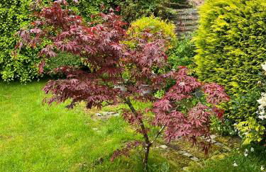 Königshof Monschau - Foto 10