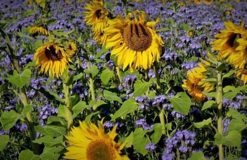 Holiday apartment with 1 bedroom - Foto 35