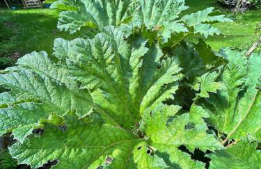 Stunning Edwardian Country Home Unwind - Foto 3