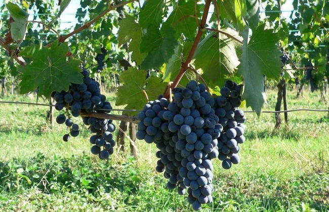 Verdidea - PODERE MONTI - Photo 67