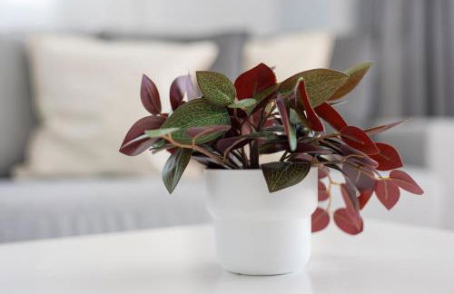 La Lajita Barca Beach Sky Views - Photo 9