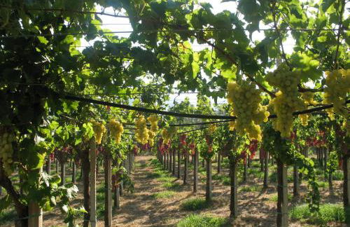 Sa Perda Arrubia - Foto 17