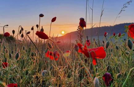 Bungalow Schwarzatalblick in Bad Blankenburg Ortsteil Böhlscheiben - Foto 48