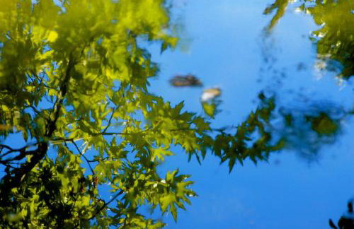 House in Εndless green - Arethousa, Ikaria - Photo 59