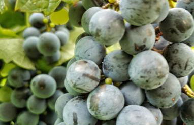 Casa del Vigneto - Foto 18