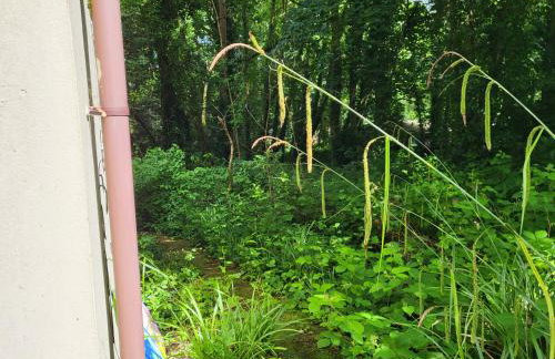 Bumbeldink - Foto 59