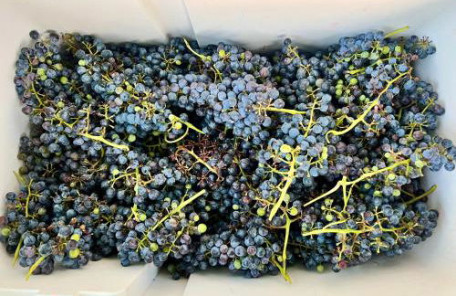 Luxury 5BR Retreat, Kid's Playroom! Near Lake Hubbard, Vineyard Views - Foto 33