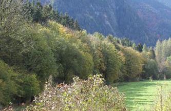 Ferienwohnungen Almrausch - Foto 30