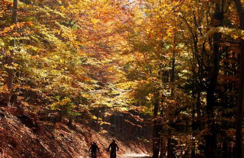 Dom Geologa - Foto 64