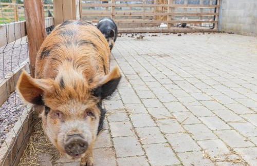 The Old Farmhouse - Foto 33