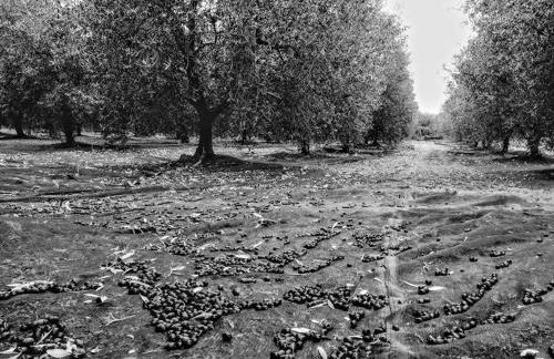 Agriturismo Locanda Pantanello - Foto 53