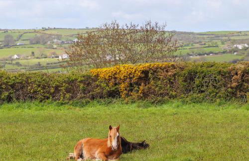 Hafod, Llangoed - Foto 24