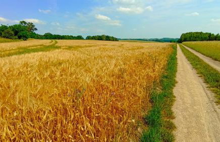 Dom Pod Złotym Bażantem - Foto 41