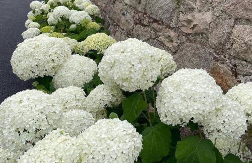 New build eco house in walled garden, Rostrevor - Photo 2