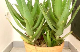 Nonna Annunziata - Foto 61