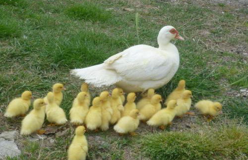 Il Granaio Grande - Foto 28