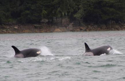 Grandma's House - Large Home - DISCOUNT ON TOURS! - Foto 5