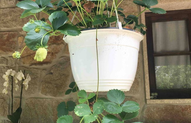 Forest House Casinha do Carvalhal - Foto 14