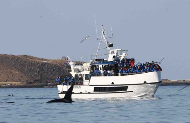 Hólmavík Whale Watching - Foto 1