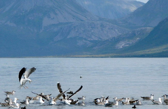 6 Person Holiday Home in Alsvag-by Traum - Photo 27