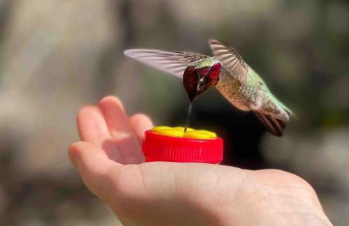 Vintage RV Creekside Nature Retreat near Ojai next to Swim Holes Hike - Foto 40