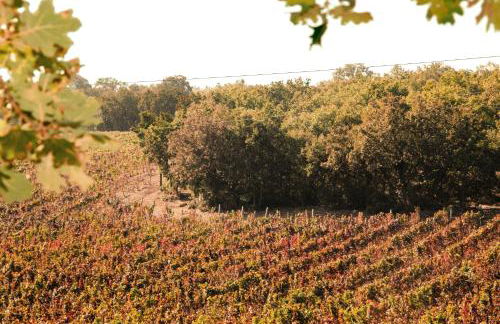 Terre di Sveva - Foto 44