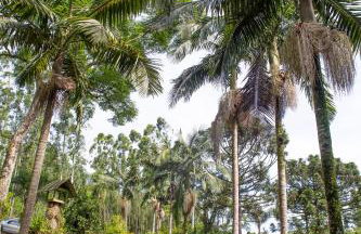 Canto da cascata - Foto 52