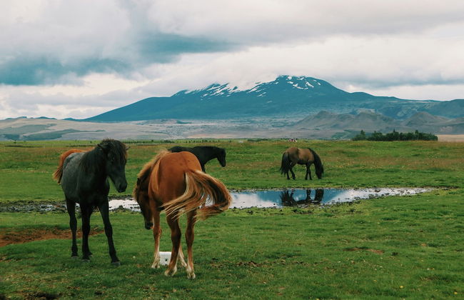 Geysir Cabin - Next to Geysir & Gullfoss - Foto 20
