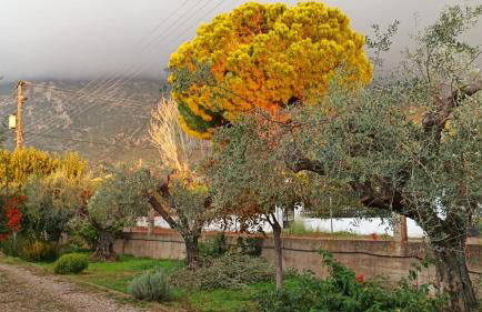 Nafpaktos cottage by the sea for travelers and dreamers! - Foto 65