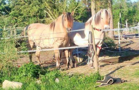 Mirabellenhof-Fewo mit Terrasse - Foto 16