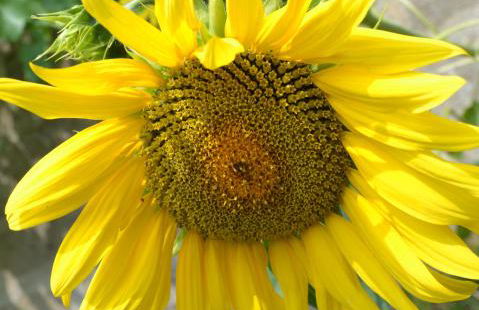 Les Bruyeres Gite - Foto 17