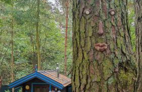 Niezapominajka - Foto 52