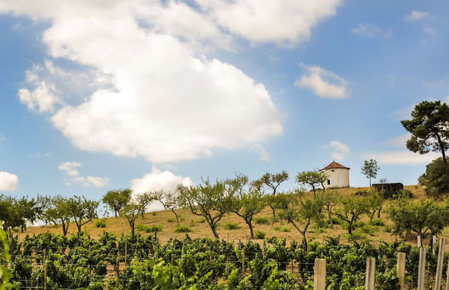 Casa de Monsanto I Lamego - Foto 47