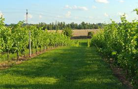 Domki w Winnicy - Świętokrzyska Winnica Knapów - Foto 41