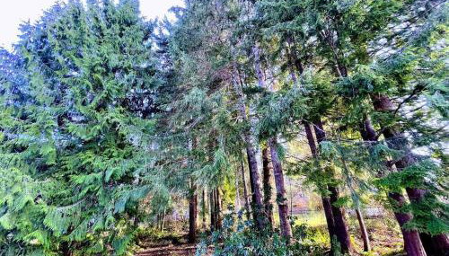 The Sitka Studio - Photo 5