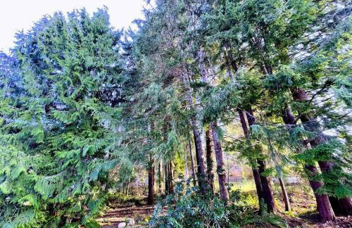 The Sitka Studio - Photo 5