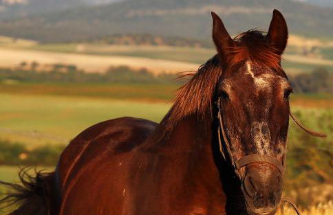 Finca La Fuensanta - Foto 69