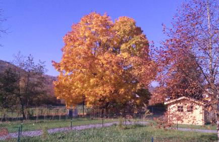 Chalet Domaine du Hulobiet - Foto 39