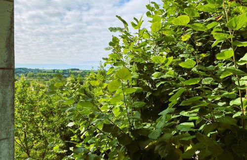 La troglo aux oiseaux - Foto 10