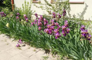 Kawalerka przy termach - Foto 26