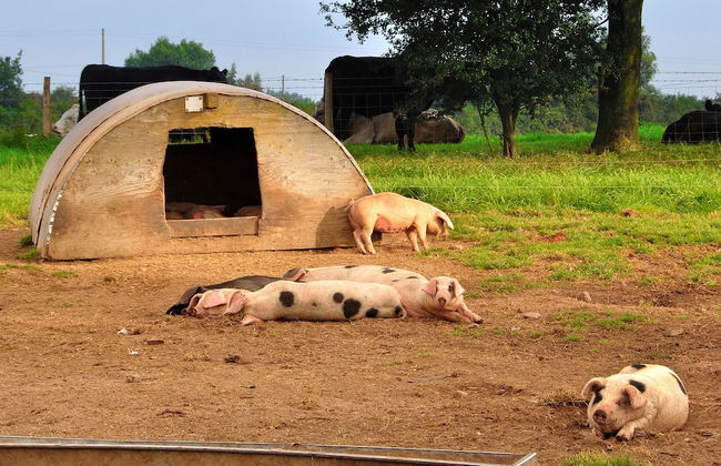 Mongolian Yurts Fordhall Organic Farm - Photo 36