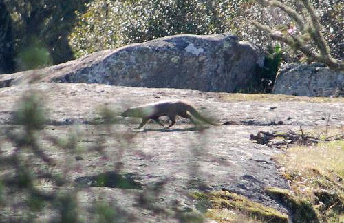 Bubulcus and Bolotas - Off Grid Nature Holiday Home - Foto 17