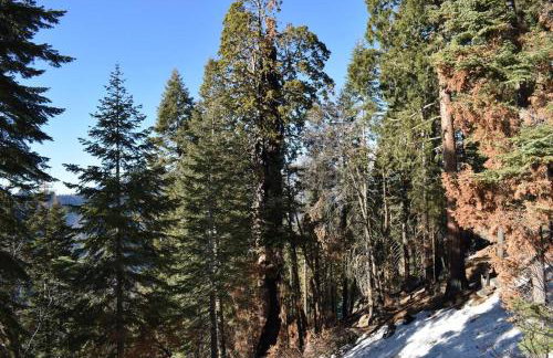 Sweet getaway in private Giant Sequoia Grove! - Foto 23