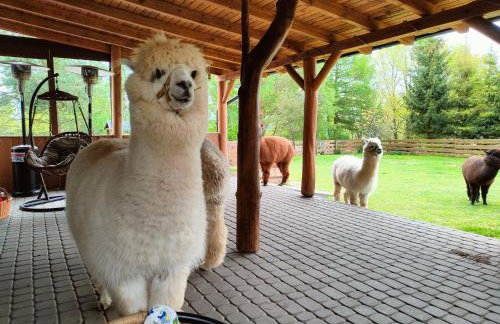 Agroturystyka Zagroda Alpaka - Foto 15