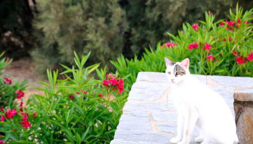 Nefeli - Photo 3, Garden